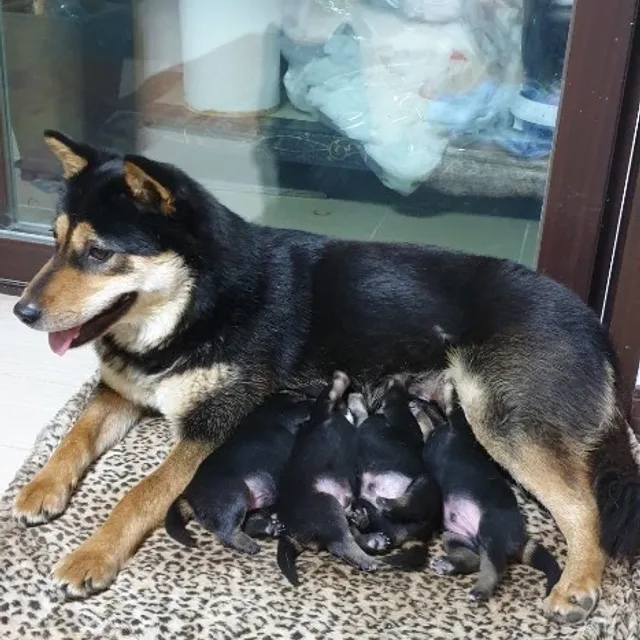 루디아