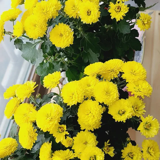 삼공주맘