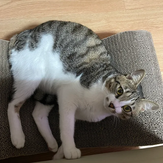 짜장이