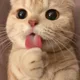 띵동