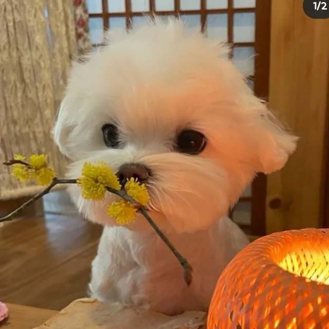 옌옝
