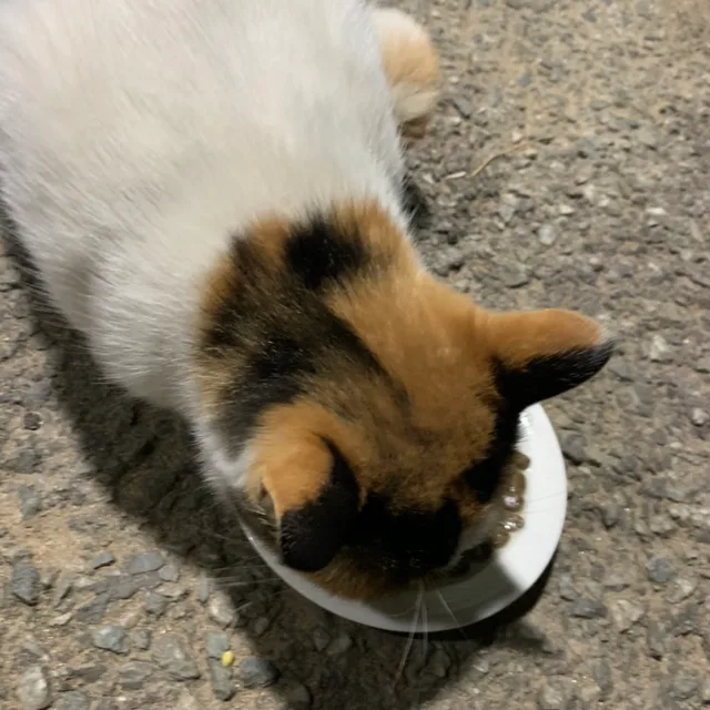 냥이