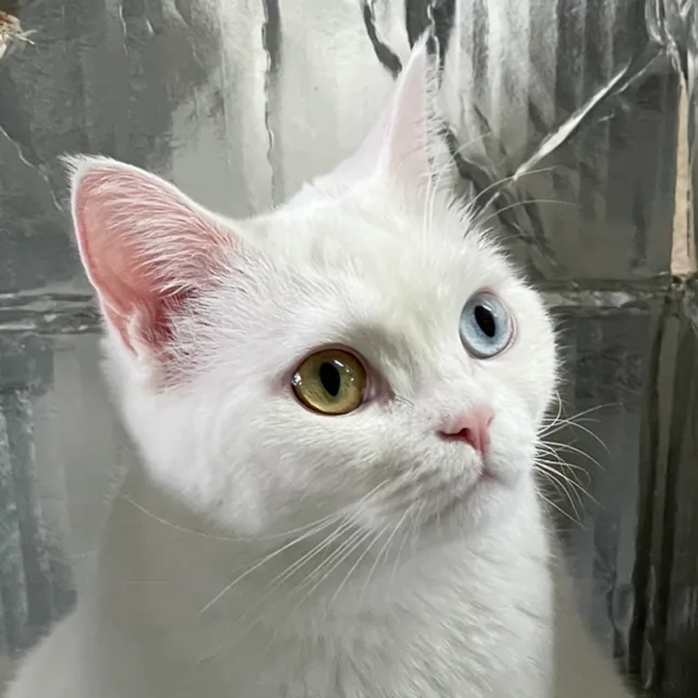 서리보키