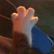 해삐