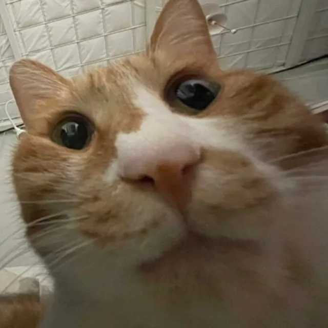 마이데이