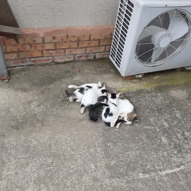 후짱