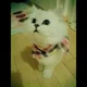 보보냥냥
