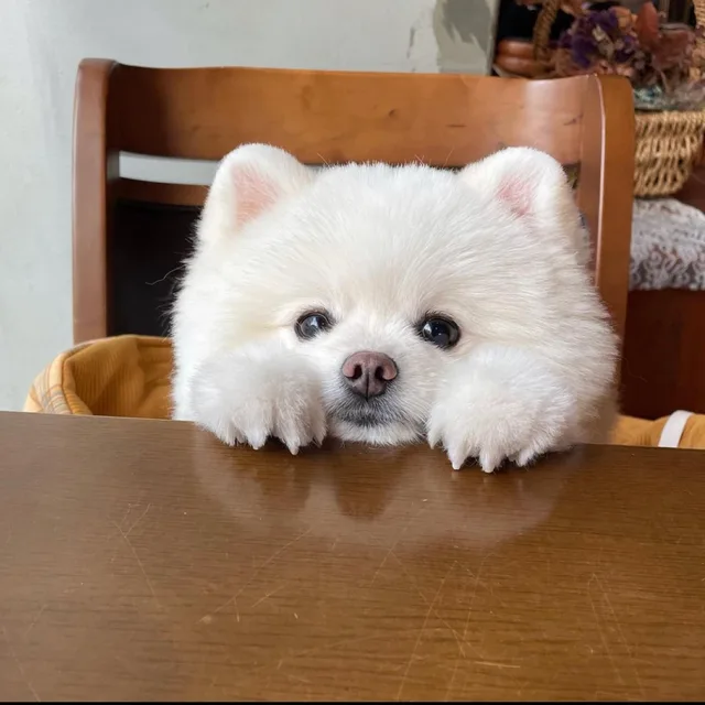 홀리몰리과카몰리