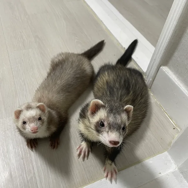 메루미