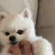 임버하