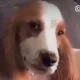 히노니