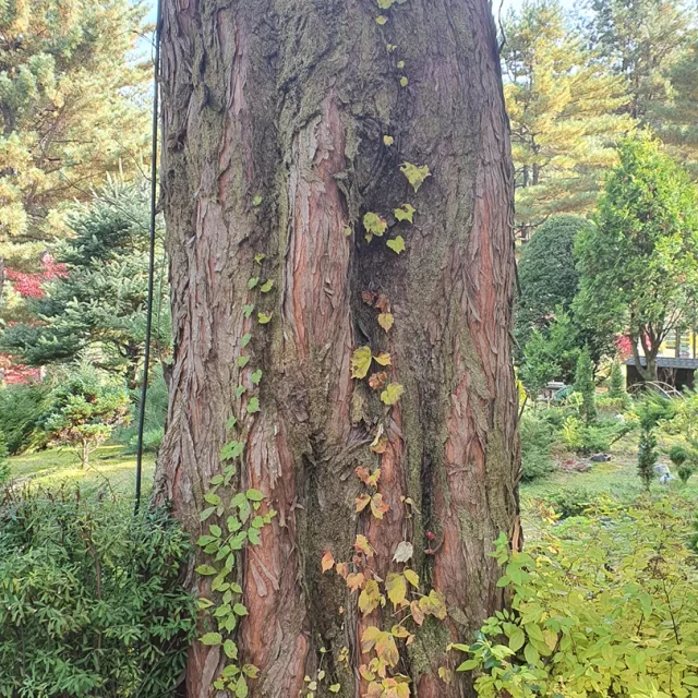 꼼꼼이
