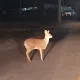 카랍