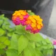 서산