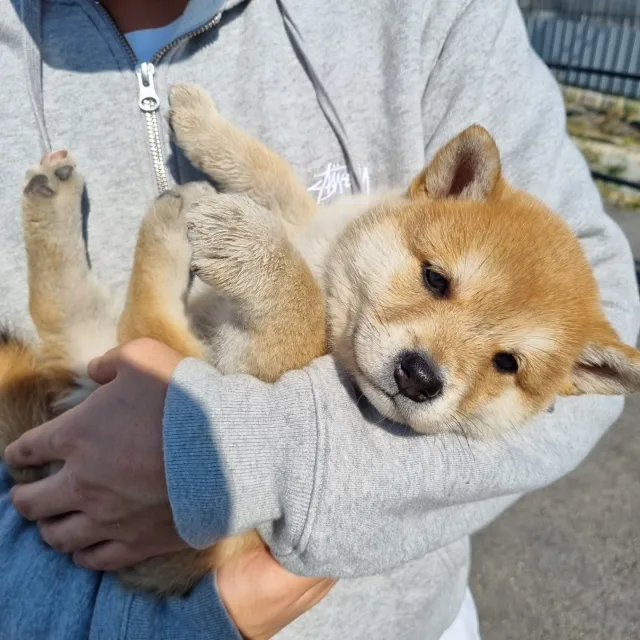 대학생