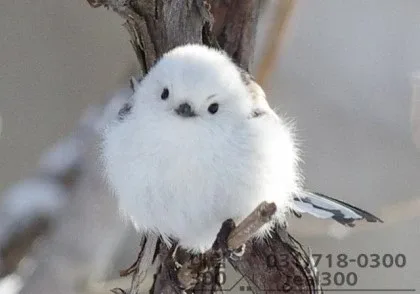 야옹야옹이