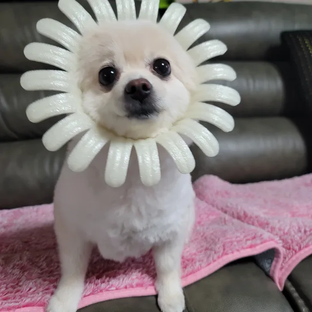캐럿보이