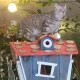 리얼말랑냥이