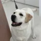 곰도리