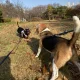 따니글이