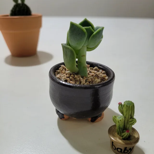 닮앵