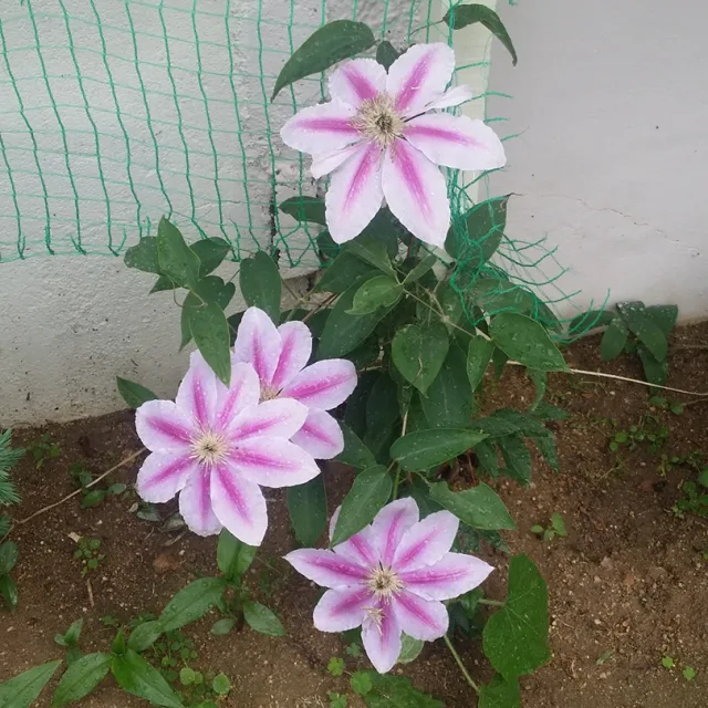 밤송이