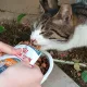 시도길냥이