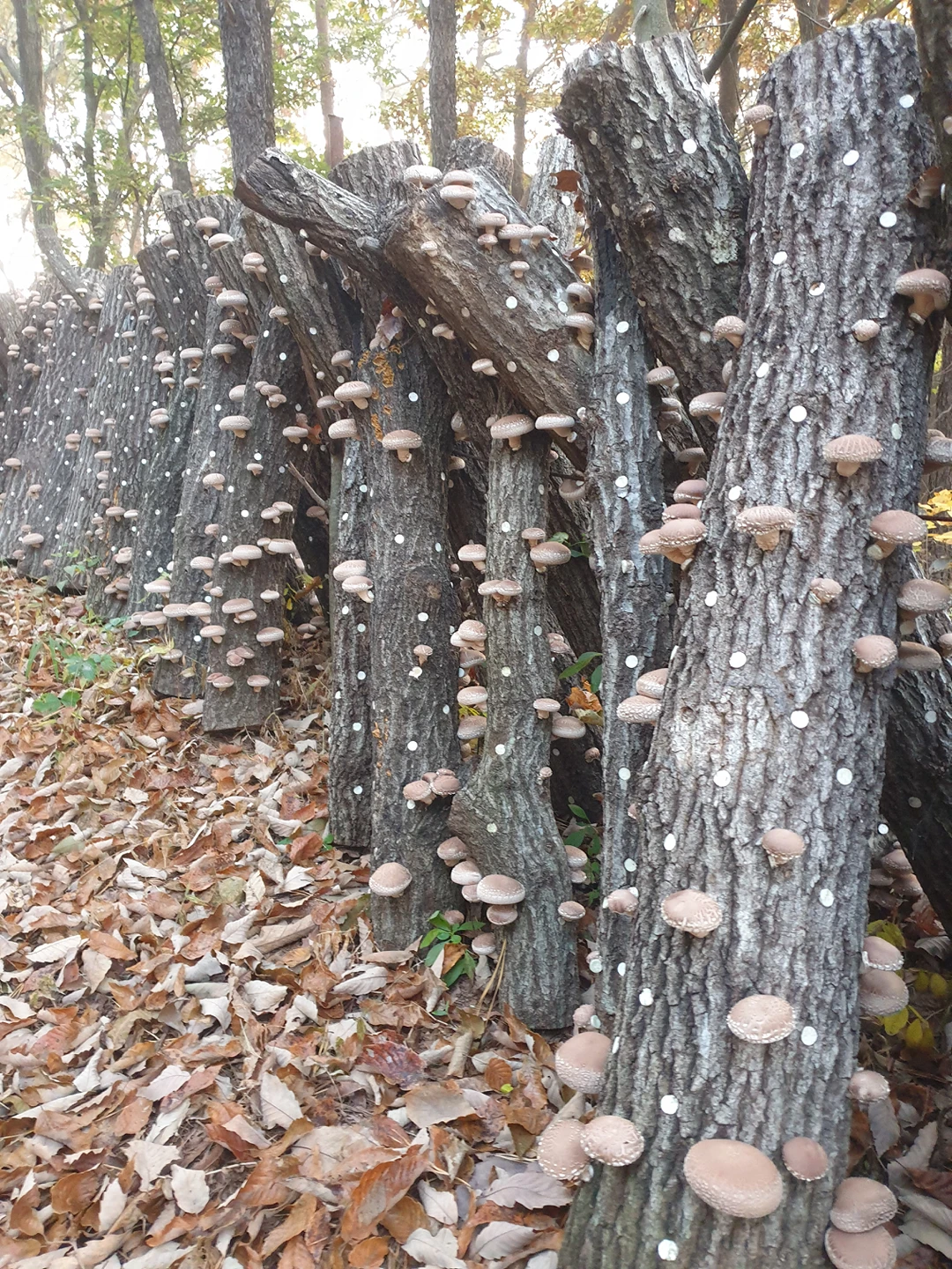 산골촌뜨기