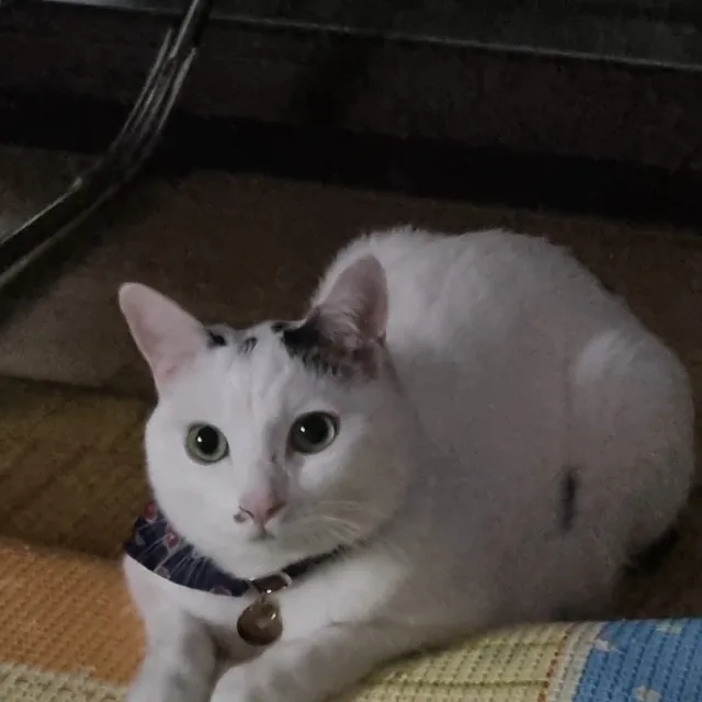 하핫