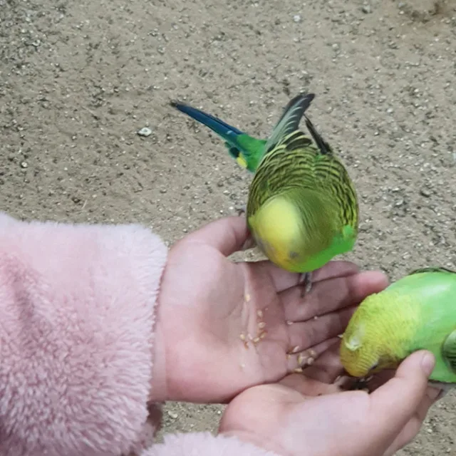 싼싸라