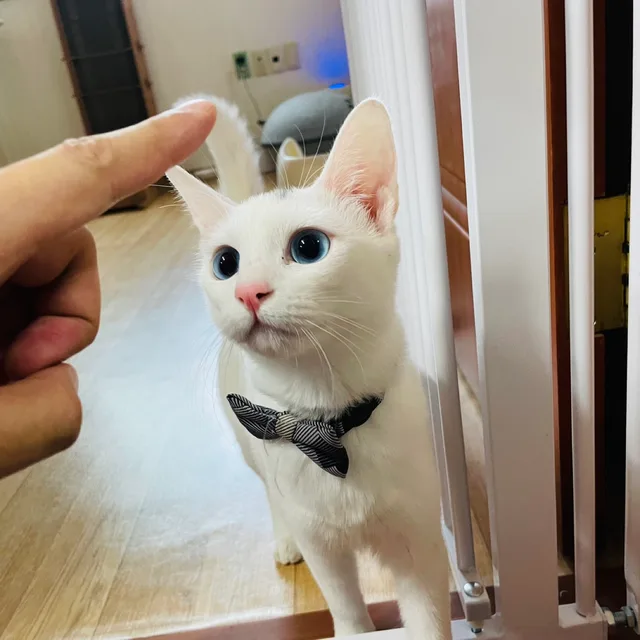 채소집사