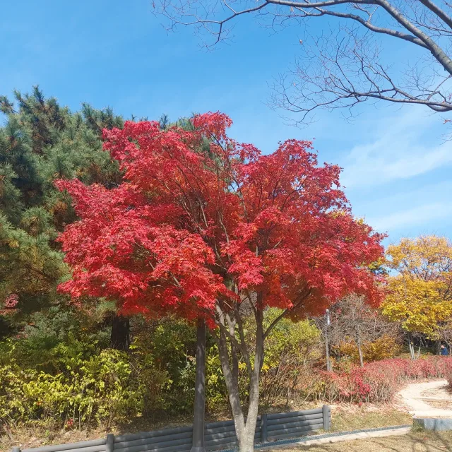 호야