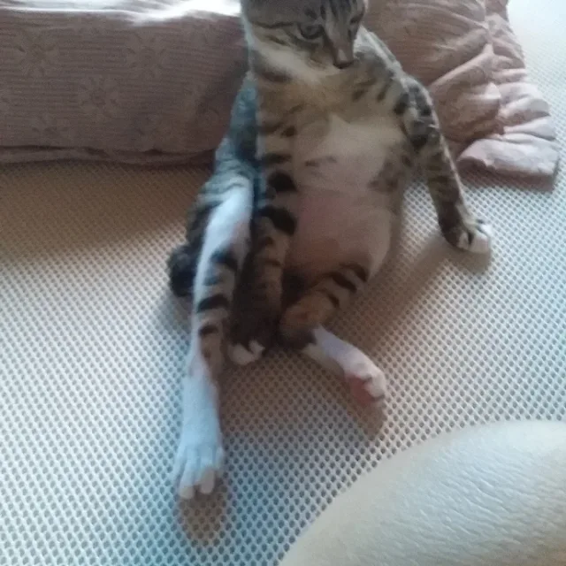 야옹이
