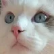 조햇반