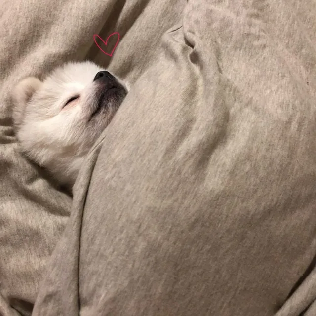 dlwlrma