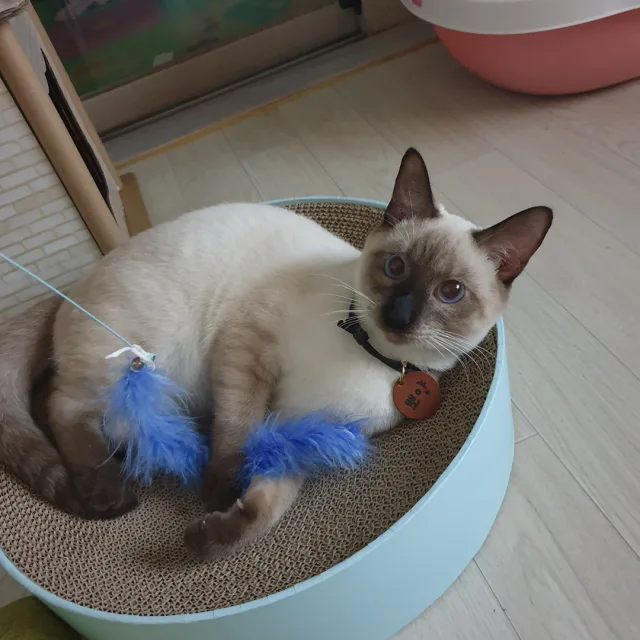 둥딩이맘