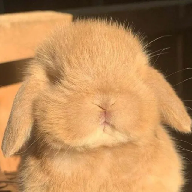 푸딩