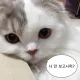 배추