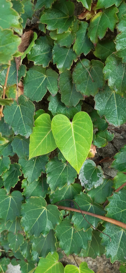 나뭇잎