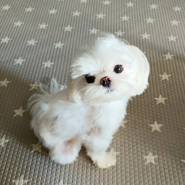 maru