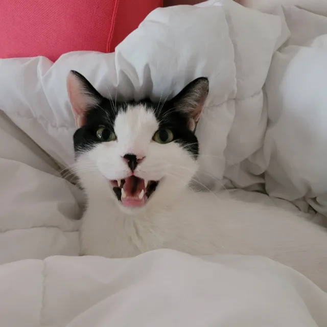 양양이네