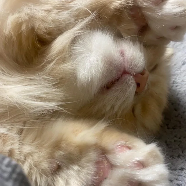 현임