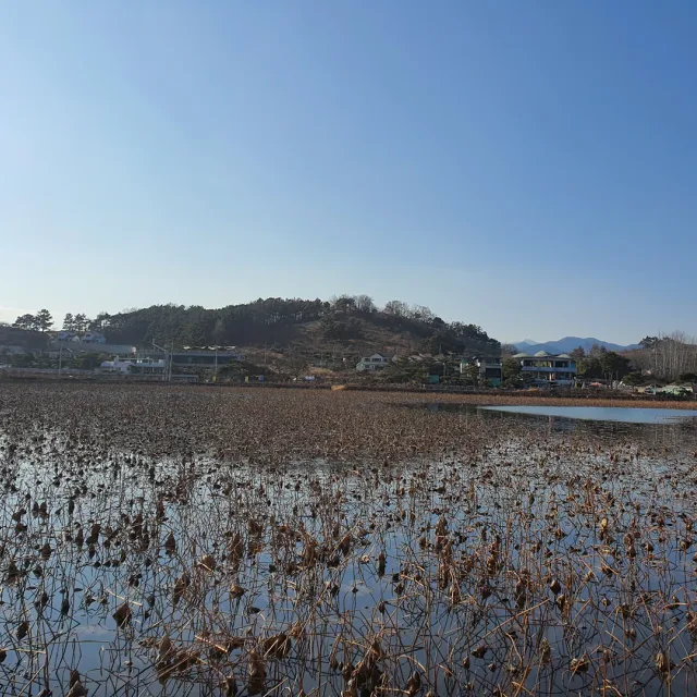 마미