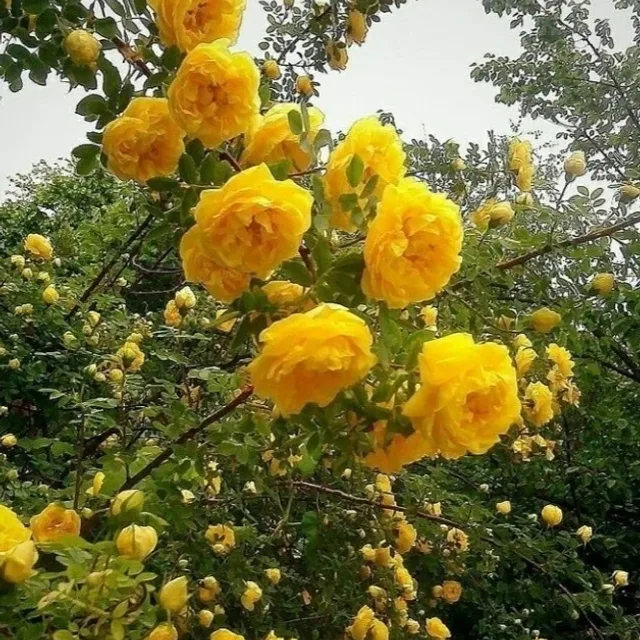 하늘정원