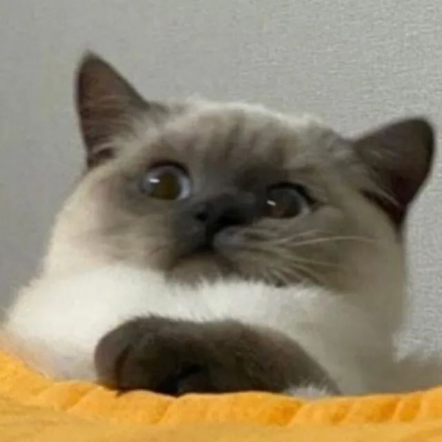 엘핀