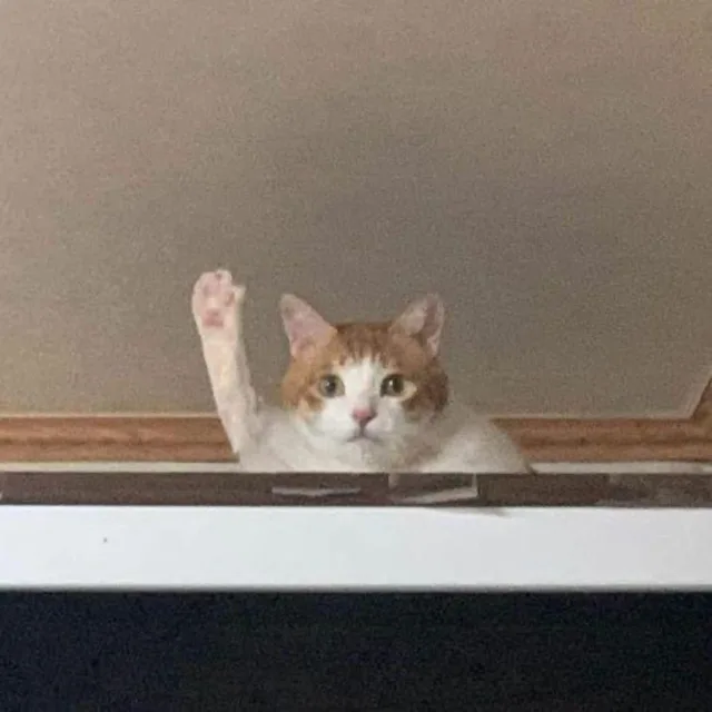댕쁨