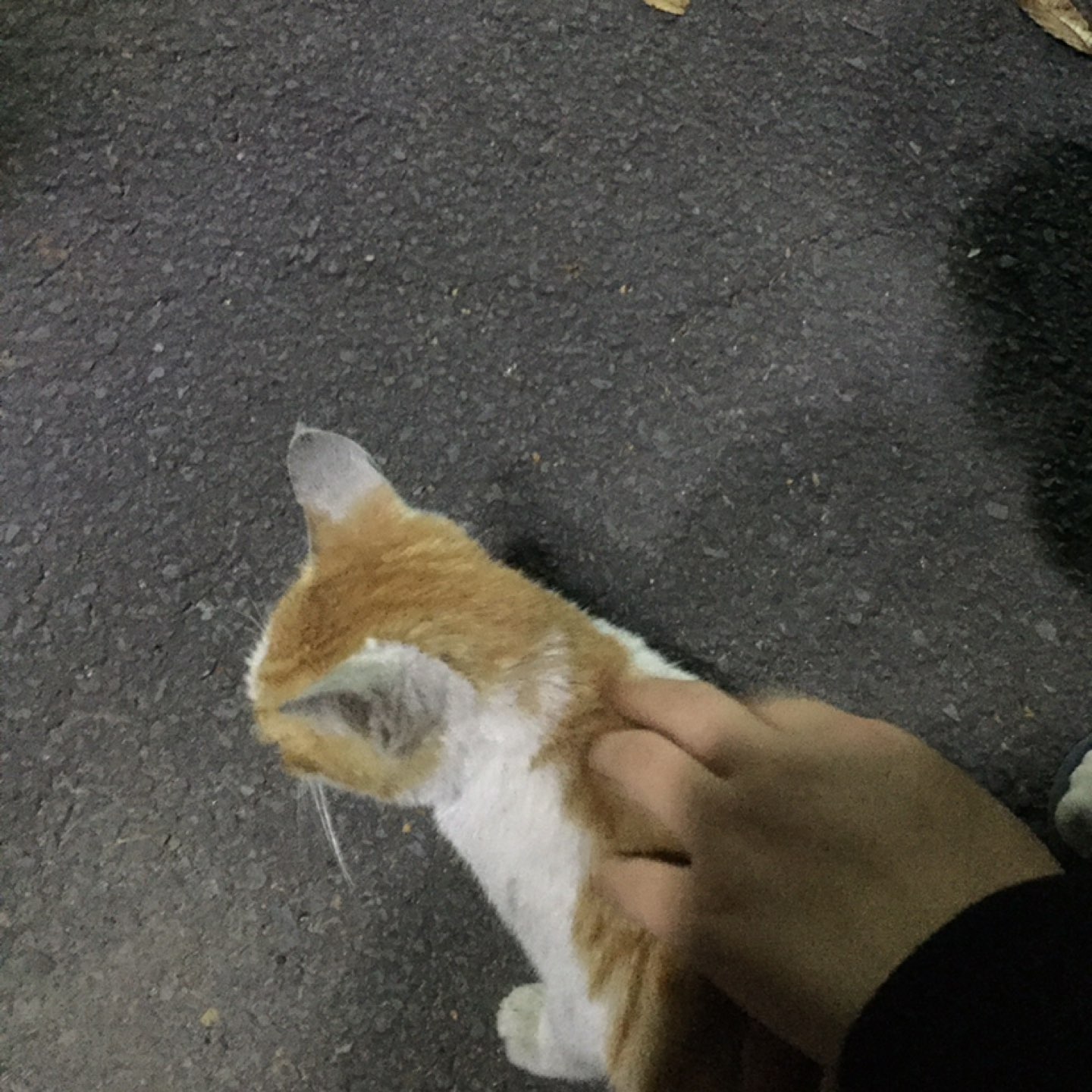 냥냥냥