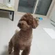 초코초코