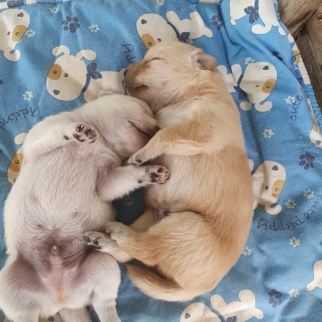 쿄다이