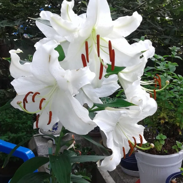 그림자